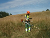 Fauche tardive des herbes hautes